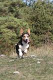 CORGI CARDIGAN 044